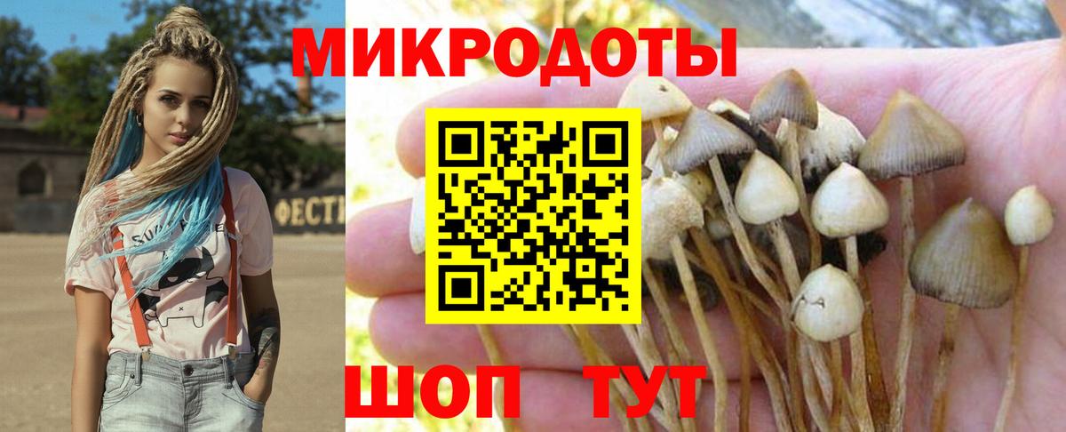 Галлюциногенные грибы Psilocybine cubensis Малгобек